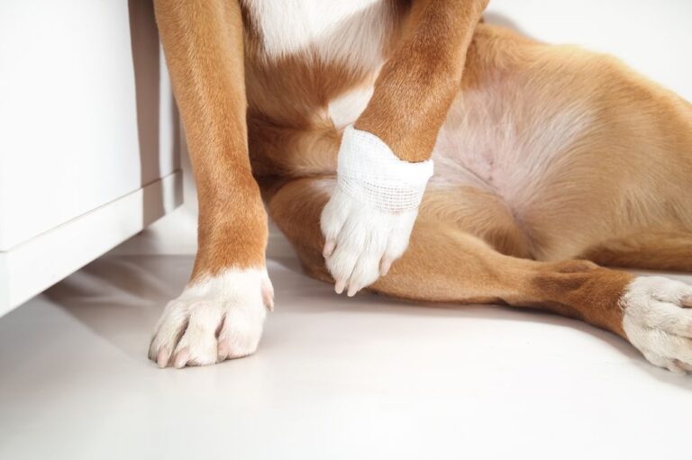 Kreuzbandriss-OP beim Hund – Wie hoch sind die Kosten?