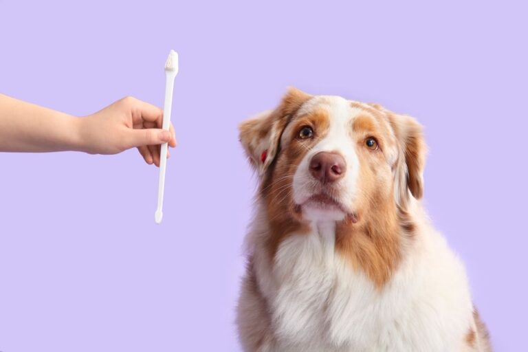 Welche Kosten kommen für eine Zahnextration bei Hunden auf Sie zu?