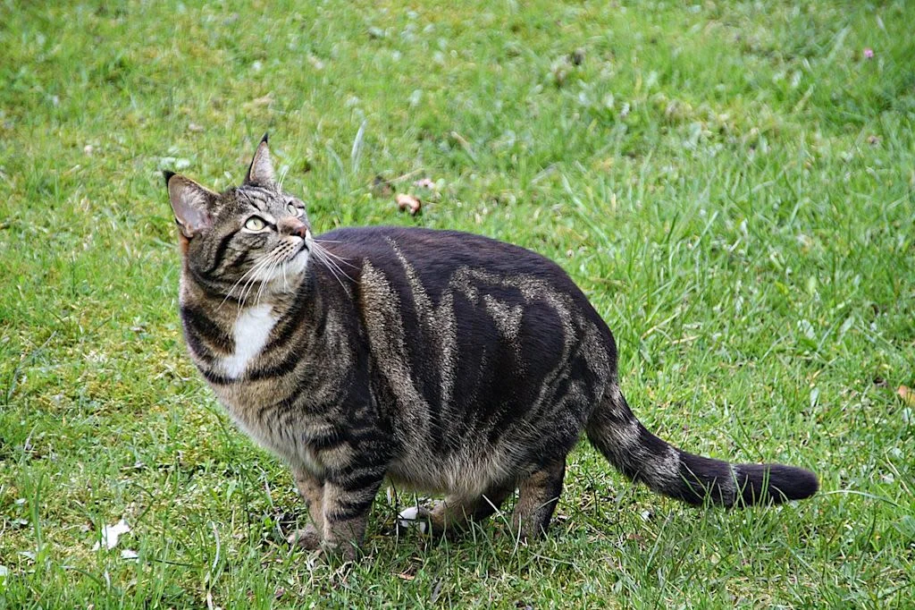 2 cat-4538107 1280
