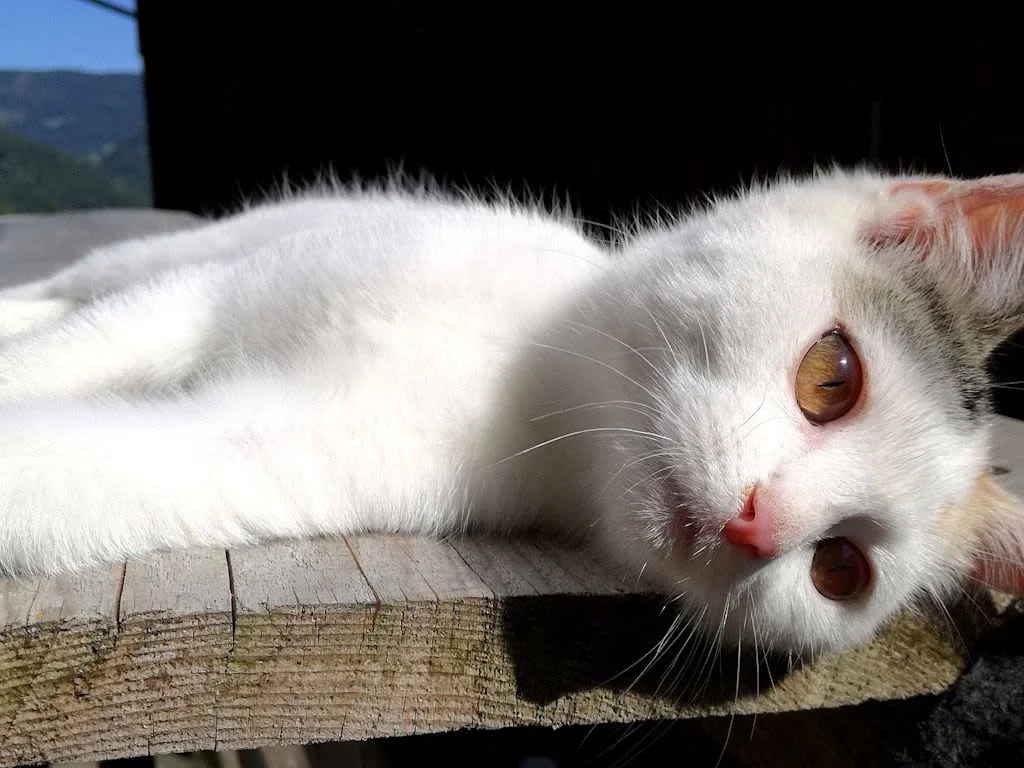 3 cat-2640444 1280