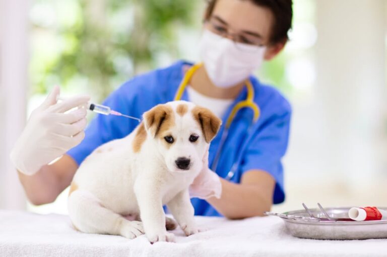 Was kosten Impfungen für Hunde?