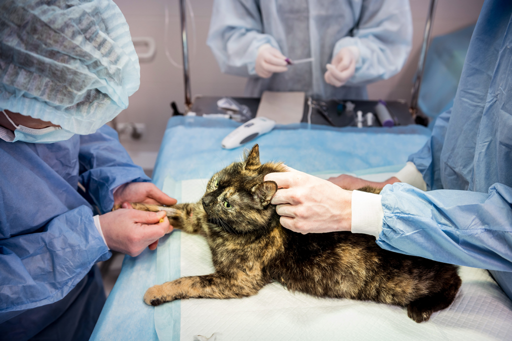 Kosten für die Kastration von Katzen – detaillierter Ratgeber