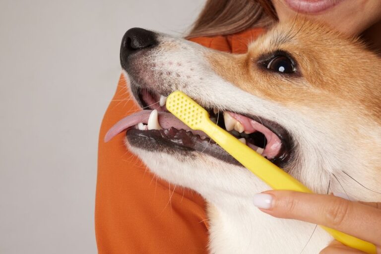 Alter Hund: Wann ist es nötig, Zähne zu ziehen?