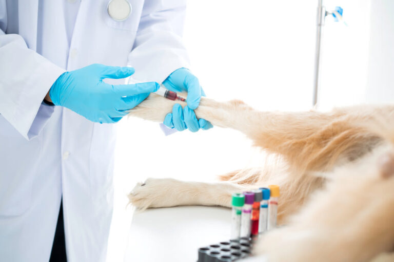 Kosten für ein Blutbild beim Hund: Alles, was Sie wissen müssen