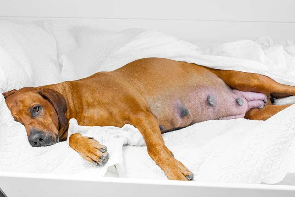 Eine Schwangerschaft ist anstrengend