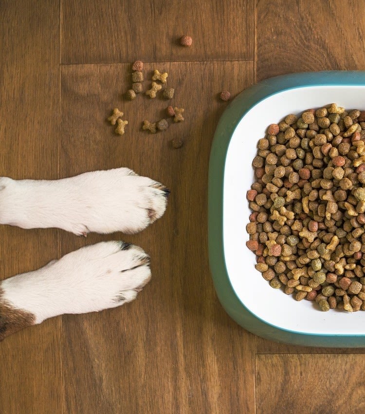 Hund frisst Trockenfutter nicht mehr: Ursachen & Tipps