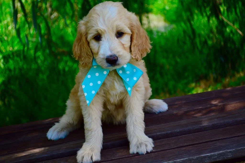 goldendoodle chiot 1