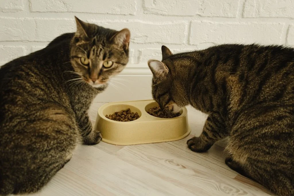 Zwei Katzen beim Fressen