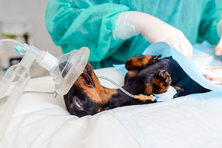 Kosten für eine Magendrehung beim Hund