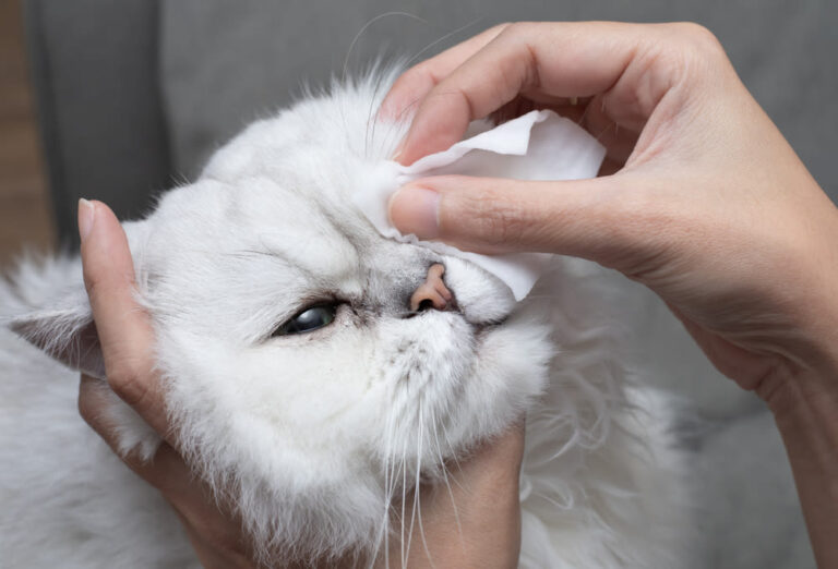 Bindehautentzündung bei Katzen: Kosten und Prävention