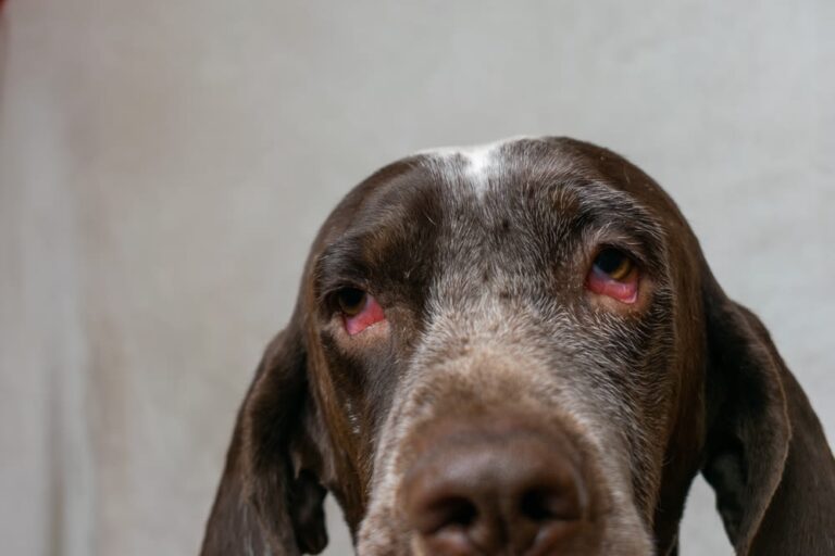 Behandlung von roten Augen beim Hund