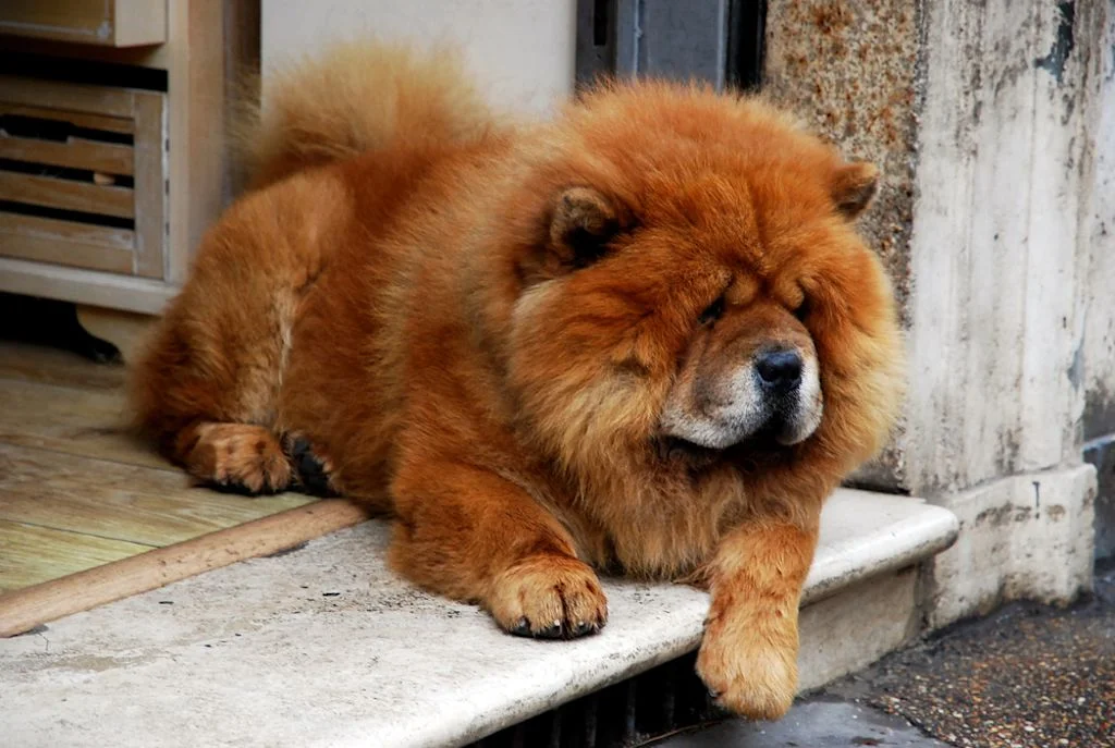 Nicht niedlich: Chow Chows