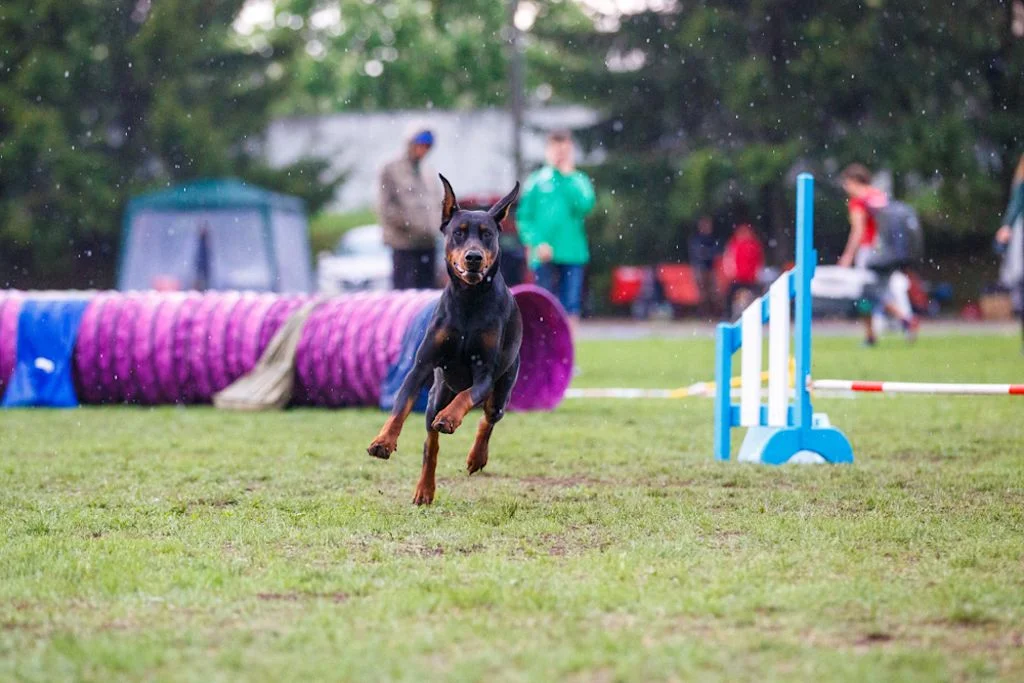 Doberm&auml;nner ben&ouml;tigen Besch&auml;ftigung
