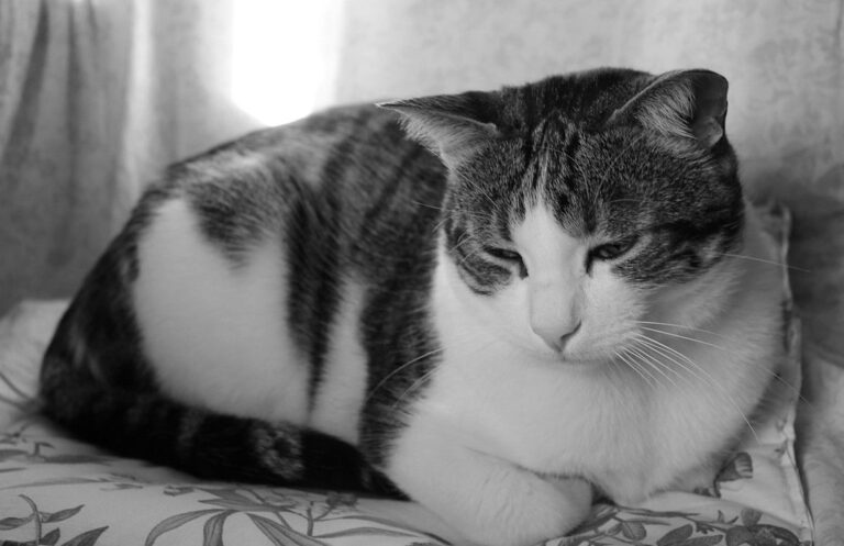 Flöhe bei Katzen: Hausmittel für die Wohnung