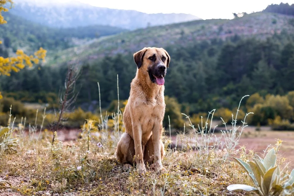 Der Kangal hat eine enorme Bisskraft