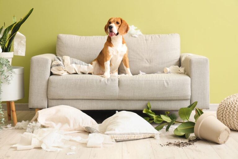 Kosten für Hundehaftpflicht: Alles, was Hundehalter wissen sollten