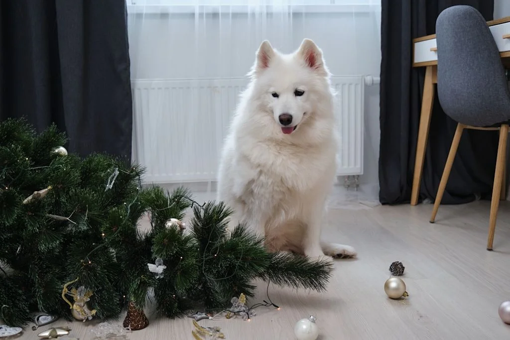 Eine Hundehaftpflicht ist verpflichtend abzuschlie&szlig;en