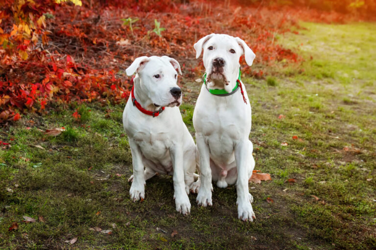 Verbotene Hunde – Welche Rassen gehören zu den Kampfhunden?