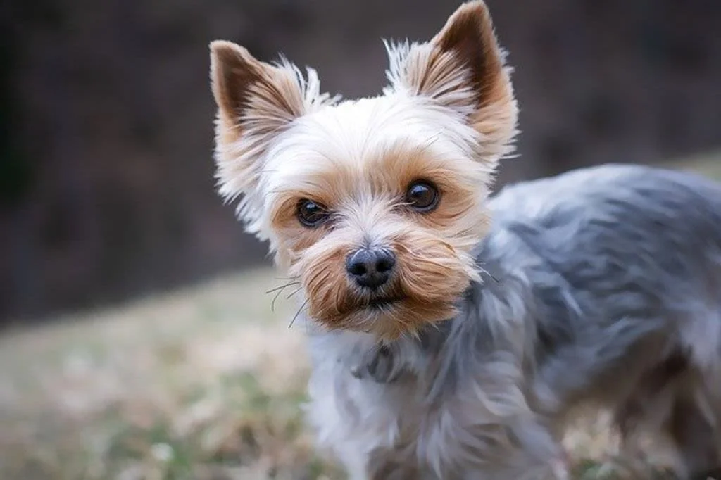 Viele kleine Hunde sehen ihr Leben lang jung aus