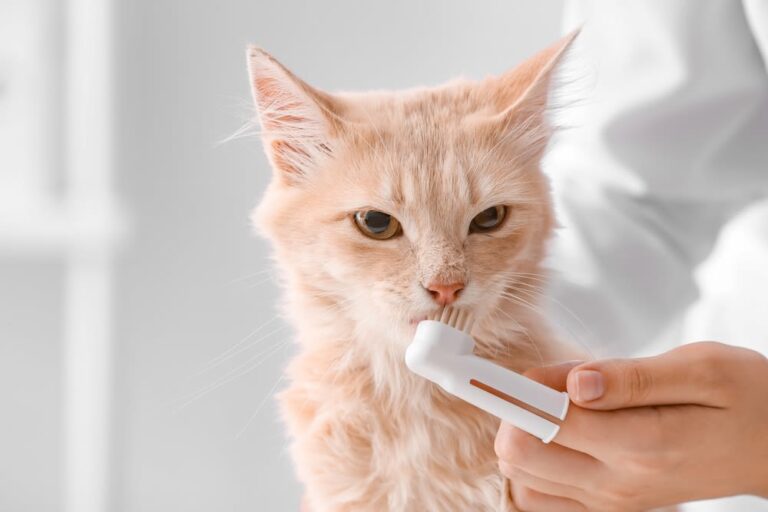 Zahn-OP bei Katzen: Kosten, Ursachen und Behandlung im Überblick