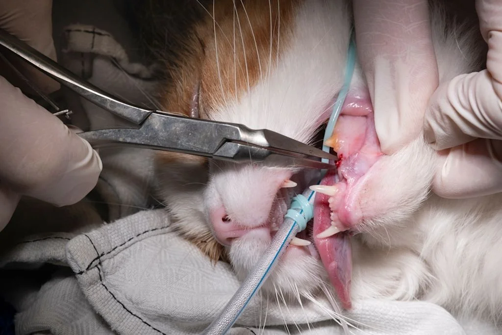 Zahnextraktionen sind kostenintensiv&copy;Shutterstock