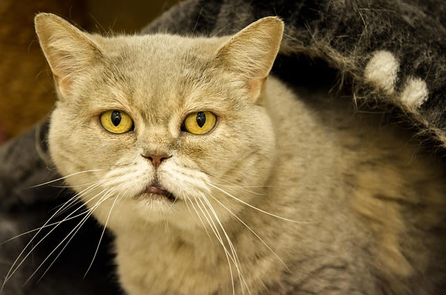 Alte Katze nimmt ab: das richtige Futter für Seniorkatzen