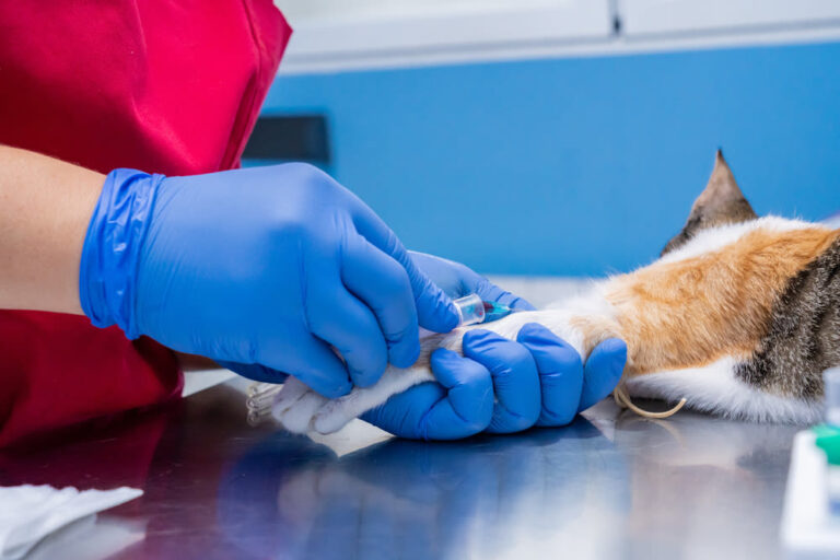 Blutuntersuchung bei Katzen – Kosten und wichtige Infos