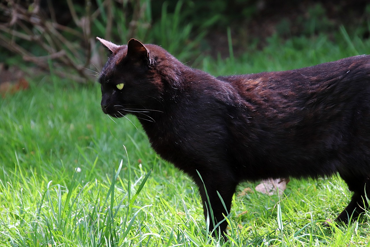 chat noir gazon extérieur