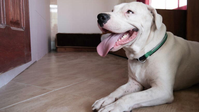 Listenhunde in Bayern – Was Sie wissen müssen