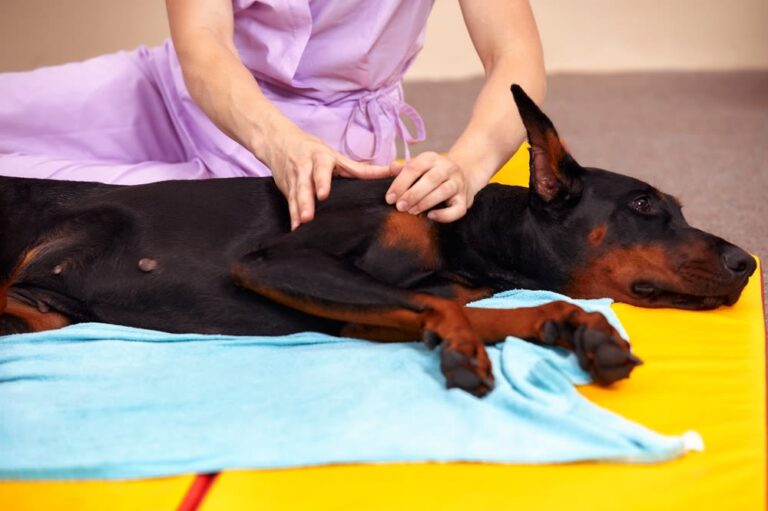 Physiotherapie für Hunde – alle Grundlagen auf einen Blick