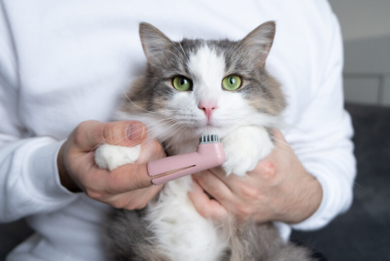 Leckerli und Zahnbürsten: Alle Infos zur Zahnpflege für Katzen