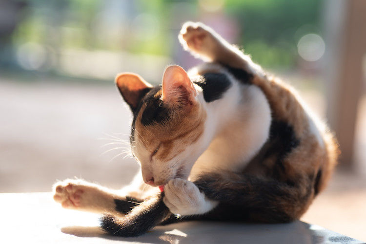 Katze hat Flöhe trotz Spot-on – was tun?