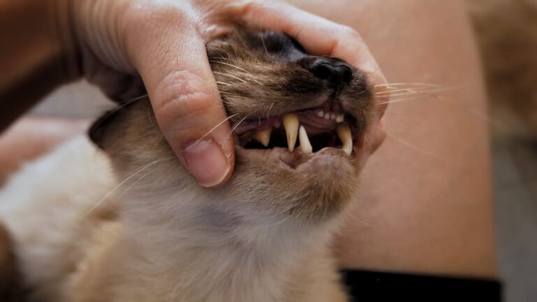 Zahnreinigung bei Katzen: Kosten und wichtige Tipps