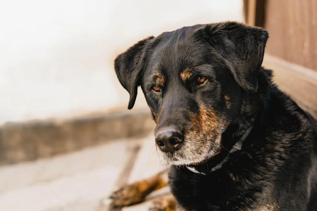 Beauceron-Mischling