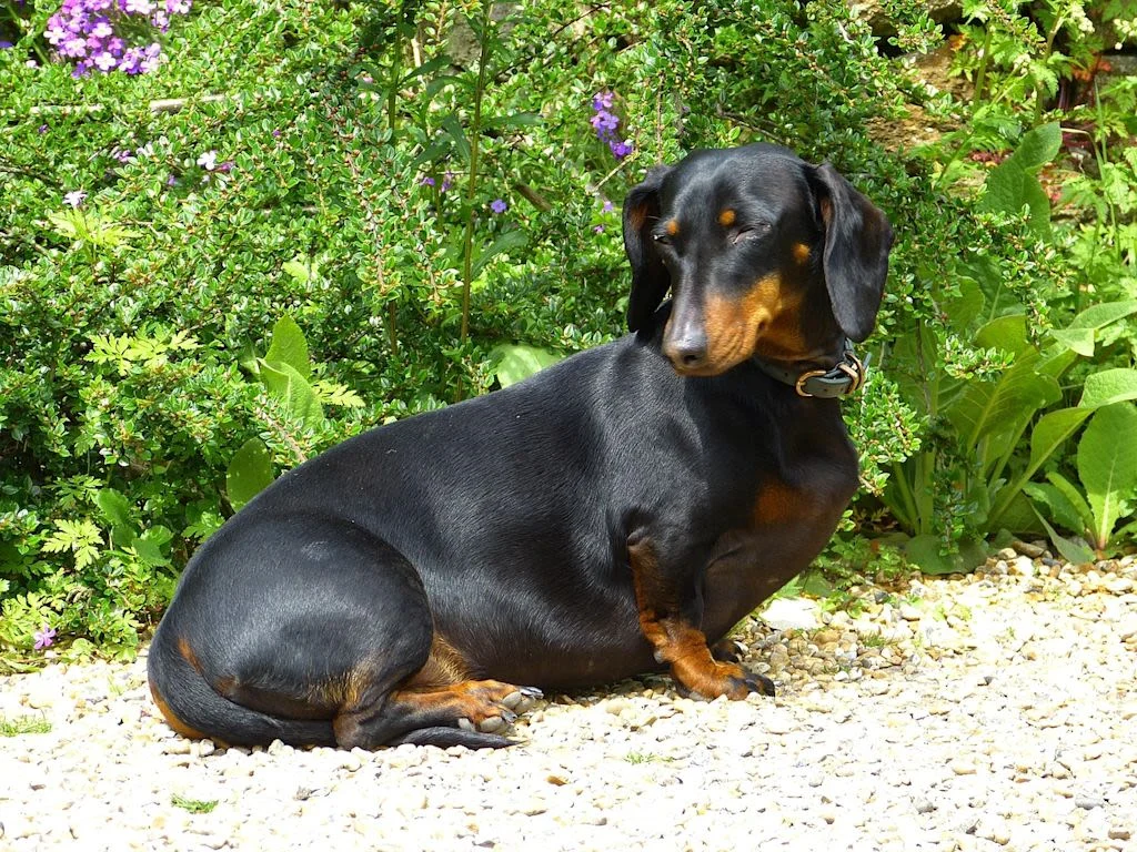 schwarz-lohfarbener Dackel im Garten