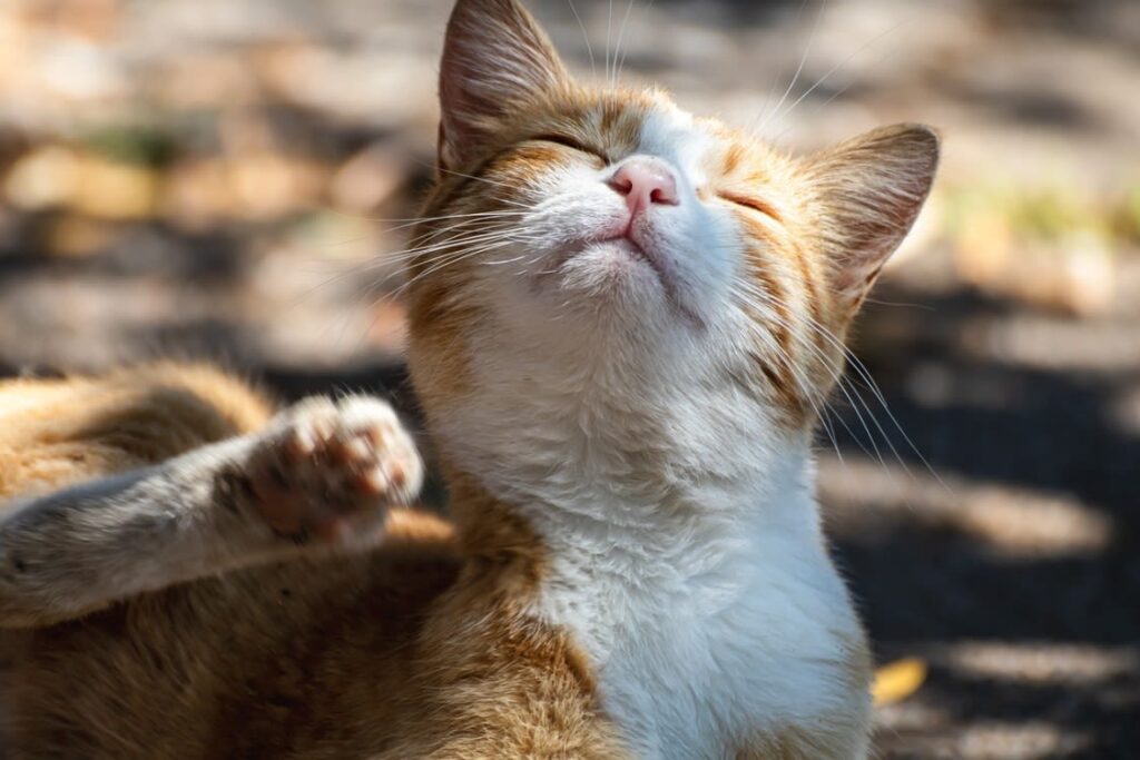 Katze: Juckreiz lindern – Hausmittel, die wirklich helfen