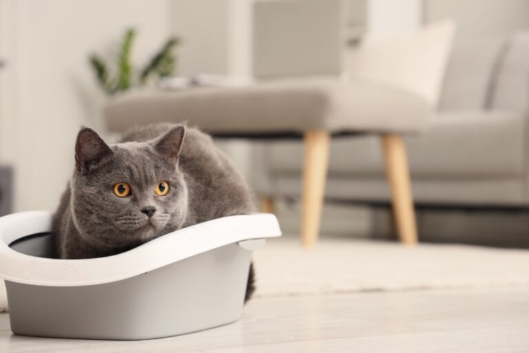 Blasenentzündung bei Katzen: Ursachen, Symptome und effektive Behandlungsmethoden