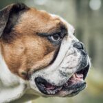 bouledogue