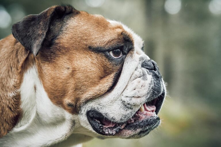Gaumensegel beim Hund: Symptome, Operation und Kosten
