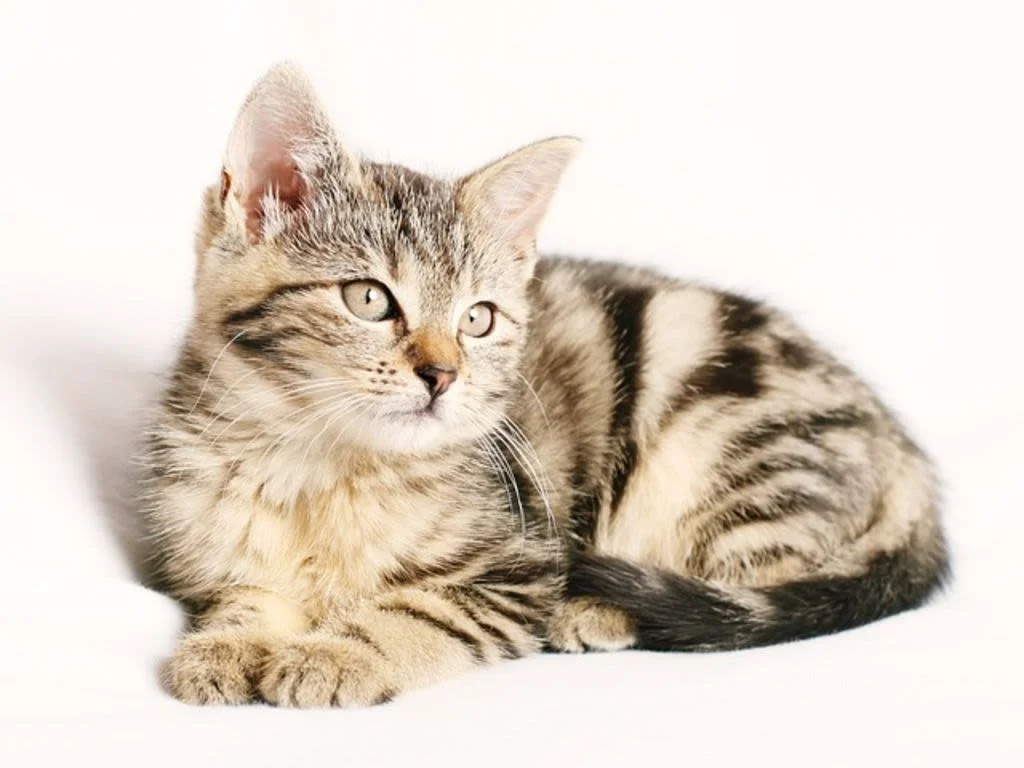 chaton tigré