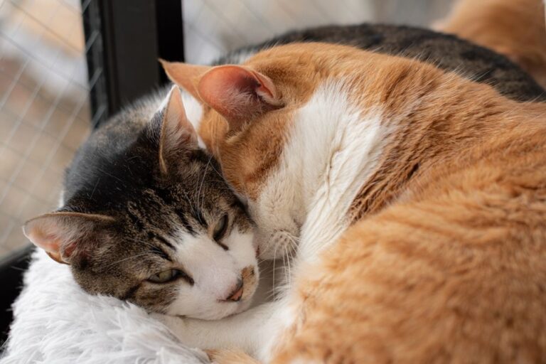 Preise: Was kostet eine Katze wirklich im Monat?