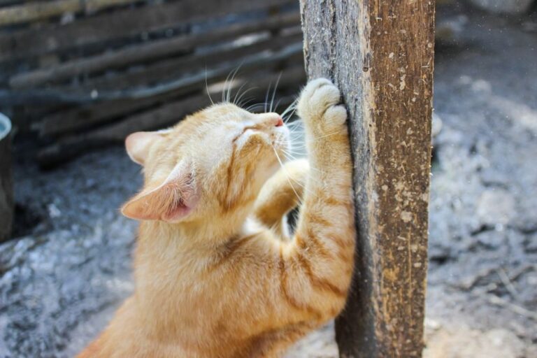 Wie schneiden Sie die Krallen Ihrer Katze richtig?
