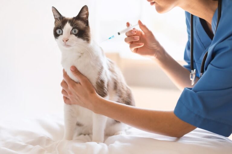 Impfungen für Katzen – Diese Kosten kommen auf Besitzer:innen zu