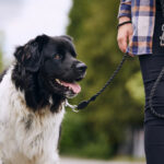 Hütehunde sind sensible, hyperintelligente Arbeitstiere
