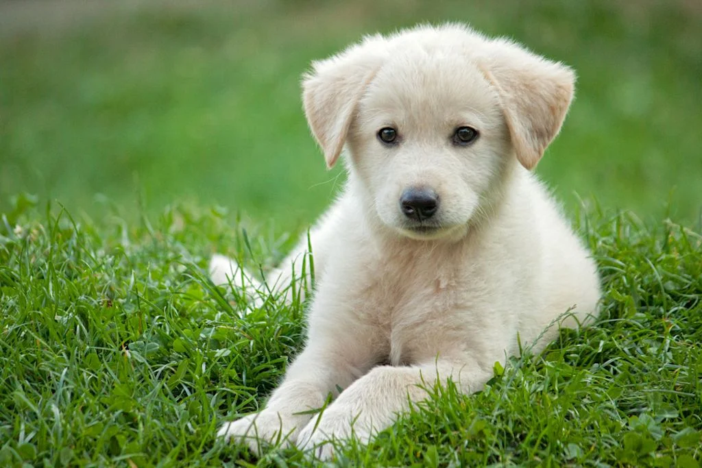 Hütehunde wünschen sich Spaziergänge statt Langeweile