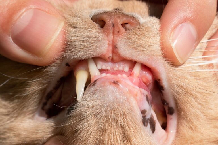 Zahnfleischentzündung bei Katzen: Ursachen, Symptome und wirksame Behandlungsmethoden