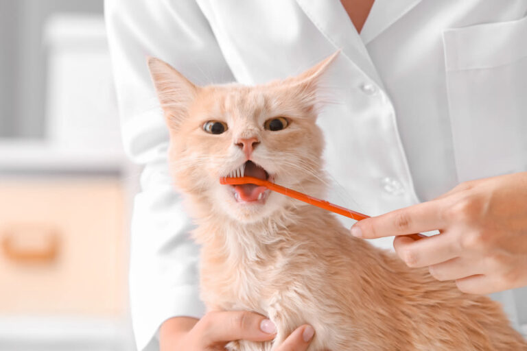 Was kann man gegen Zahnstein bei Katzen tun?