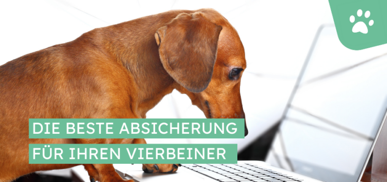 Die verschiedenen Tarifoptionen unserer Tierkrankenversicherung – die beste Absicherung für Ihren Vierbeiner