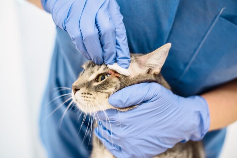 Abszess bei Katzen: Ursachen, Behandlung und Heilungsverlauf