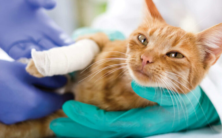 Wundheilung bei Katzen – Was Sie als Halter wissen sollten